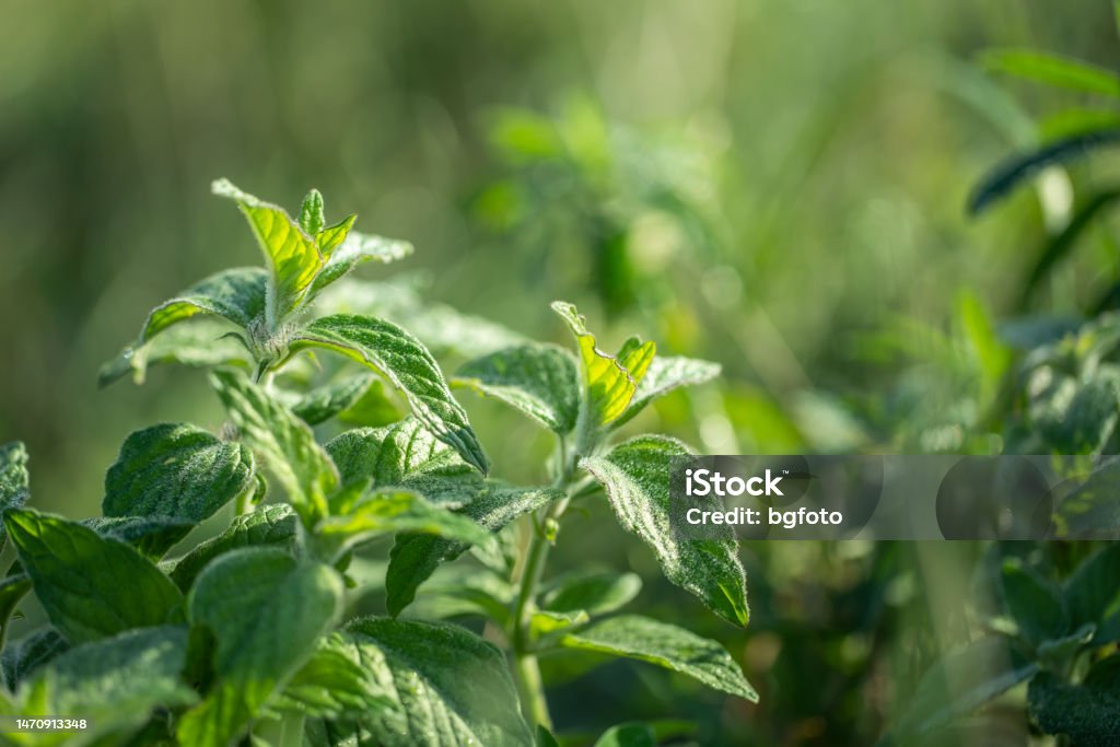 using mint for a healthier life