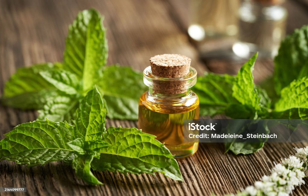 mint oil is good for health